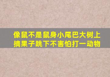 像鼠不是鼠身小尾巴大树上摘果子跳下不害怕打一动物