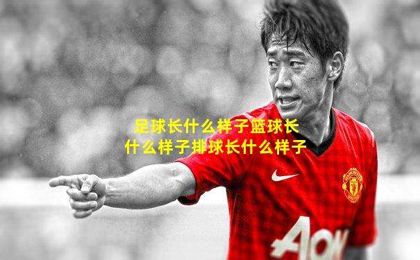 足球长什么样子篮球长什么样子排球长什么样子